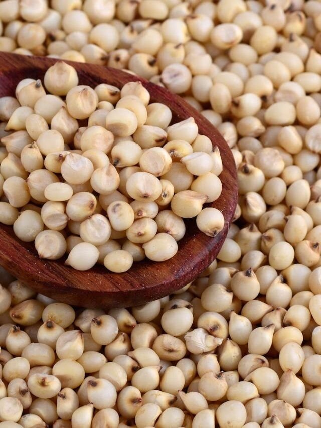 Sorghum millet